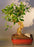 Ficus Retusa Bonsai Tree - Medium- Curved Trunk Style