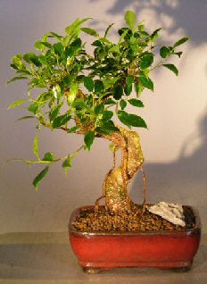 Ficus Retusa Bonsai Tree - Medium- Curved Trunk Style