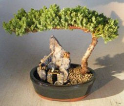 Juniper Bonsai Tree - Large-Stone Landscape Scene-(juniper procumbens nana)