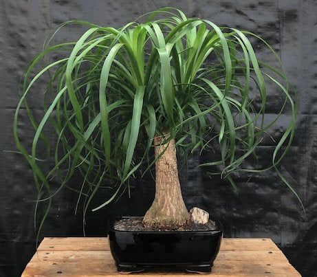 Ponytail Palm - Large -(Beaucamea Recurvata)