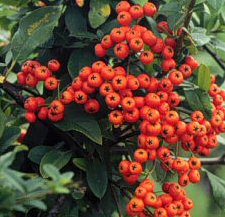 Trained Flowering Pyracantha Bonsai Tree - (pyracantha 'mohave')