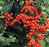 Trained Flowering Pyracantha Bonsai Tree - (pyracantha 'mohave')