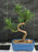 Flowering Podocarpus Bonsai Tree-curved - Medium-(podocarpus macrophyllus)