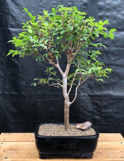Flowering Jaboticaba Bonsai Tree - Large -(eugenia cauliflora)