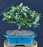 Flowering Okinawa Holly Bonsai Tree - (malphigia coccigera )