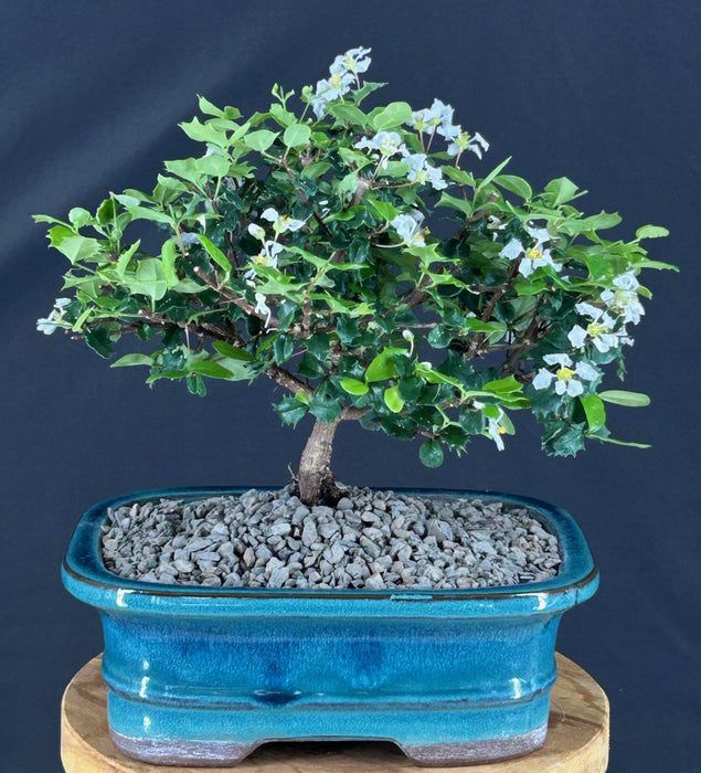 Flowering Okinawa Holly Bonsai Tree - (malphigia coccigera )