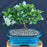 Flowering Okinawa Holly Bonsai Tree - (malphigia coccigera )