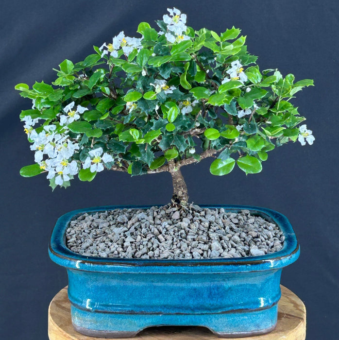 Flowering Okinawa Holly Bonsai Tree - (malphigia coccigera )