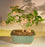 Flowering Dwarf Weeping Barbados Cherry Bonsai Tree - Medium-(Malpighia Pendiculata)