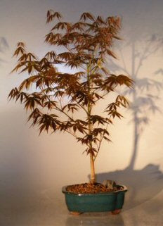 Japanese Red Maple Bonsai Tree - Large-(acer palmatum atropurpureum)