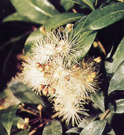 Flowering Brush Cherry - Upright Ball Style - (eugenia myrtifolia)