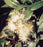 Flowering Brush Cherry - Upright Ball Style - (eugenia myrtifolia)