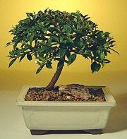 Flowering Brush Cherry Bonsai Tree -  Small -(eugenia myrtifolia)