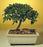 Flowering Brush Cherry Bonsai Tree -  Small -(eugenia myrtifolia)