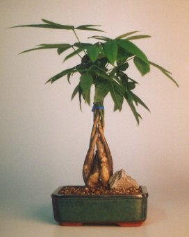 Braided Money Bonsai Tree - 'Good Luck Tree'-Medium-(pachira aquatica)