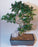 Chinese Elm Bonsai Tree - Extra Large -Curved Trunk Style -(Ulmus Parvifolia)