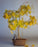 Ginkgo Bonsai Tree-(ginkgo Biloba)