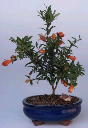 Flowering & Fruiting  Dwarf Pomegranate - Small-(Punica Granatum 'nana')