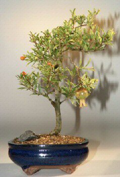 Flowering & Fruiting Dwarf Pomegranate Bonsai Tree- - Medium-(Punica Granatum)