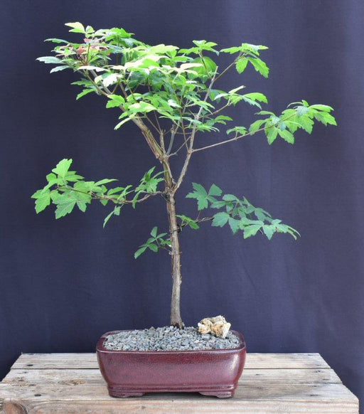 Paperbark Maple Bonsai Tree -(acer griseum)