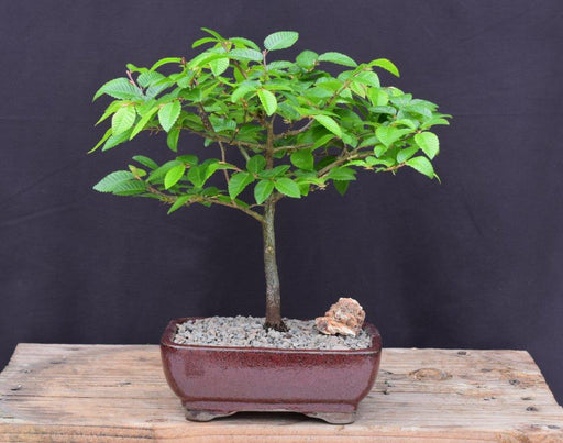 Korean Hornbeam Bonsai Tree -(carpinus coreana)