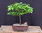 Korean Hornbeam Bonsai Tree -(carpinus coreana)