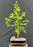 Redwood Bonsai Tree-(metasequoia glyptostroboides)