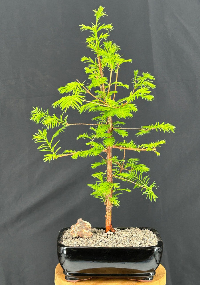 Redwood Bonsai Tree-(metasequoia glyptostroboides)