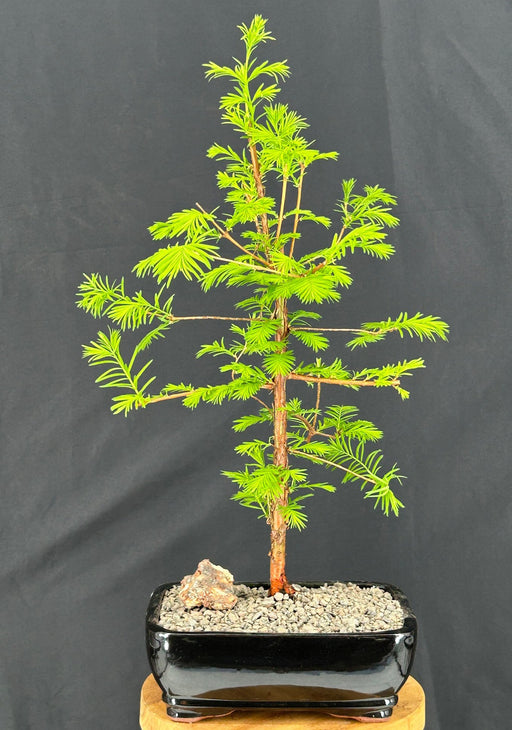 Redwood Bonsai Tree-(metasequoia glyptostroboides)