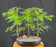 Redwood Bonsai Tree- Three (3) Tree Forest Group-(metasequoia glyptostroboides)