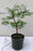 Pre Bonsai Redwood Bonsai Tree - Medium - (metasequoia glyptostroboides)
