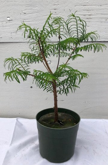 Pre Bonsai Redwood Bonsai Tree - Medium - (metasequoia glyptostroboides)
