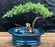 Juniper Bonsai Tree-Land/Water Pot - Small -(Juniper Procumbens nana)