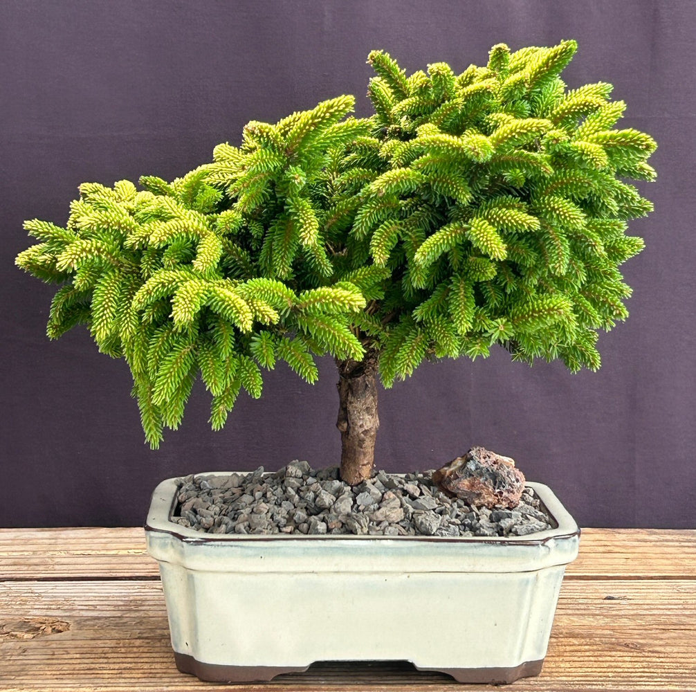 Oriental Spruce Bonsai Tree -(picea orientalis ?Tom Thumb?)