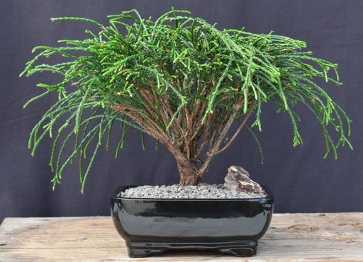 Western Red Cedar Bonsai Tree -(Thuja plicata 'Whipcord')