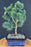 Japanese White Pine Bonsai Tree -(pinus parviflora 'aoi')