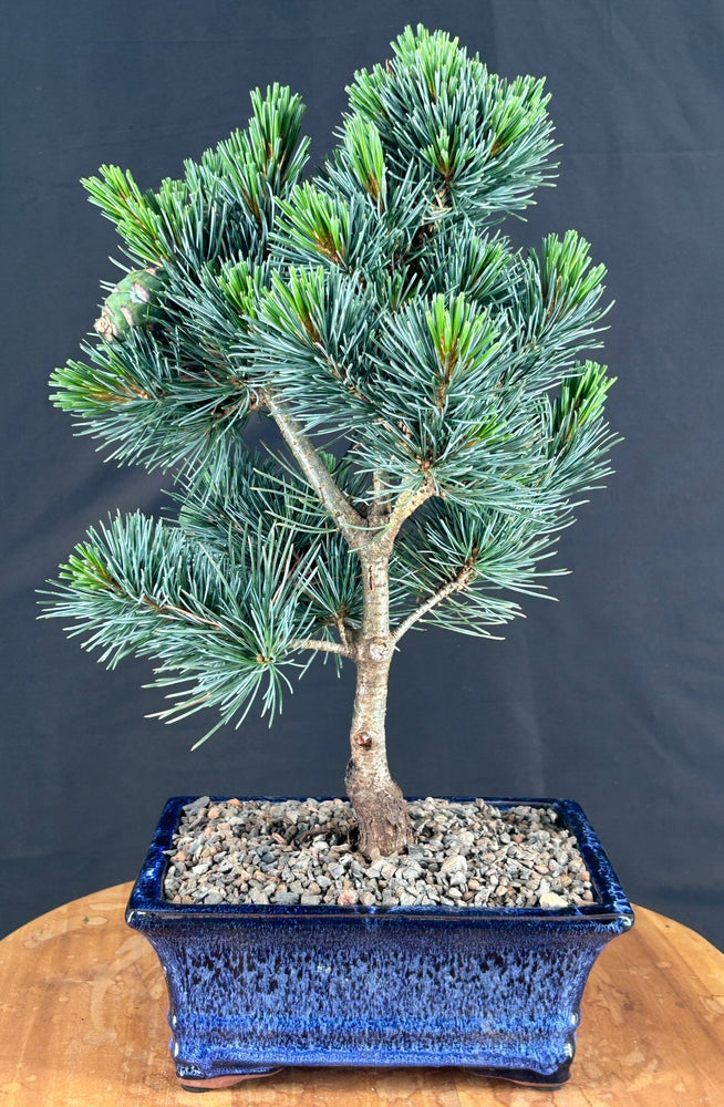 Japanese White Pine Bonsai Tree -(pinus parviflora 'aoi')