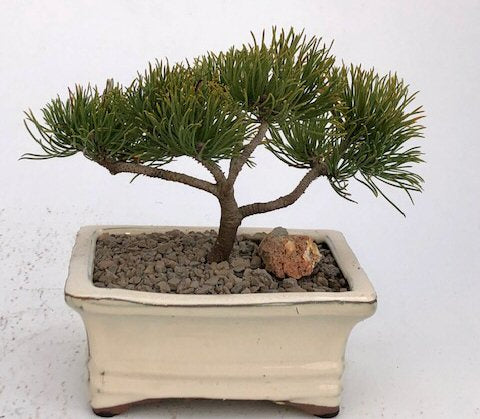 Mugo Pine Bonsai Tree - Small -(pinus mugo 'valley cushion')