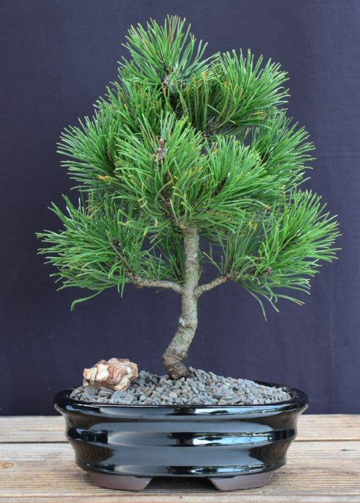 Mugo Pine Bonsai Tree - Small -(pinus mugo 'valley cushion')