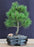 Mugo Pine Bonsai Tree - Small -(pinus mugo 'valley cushion')