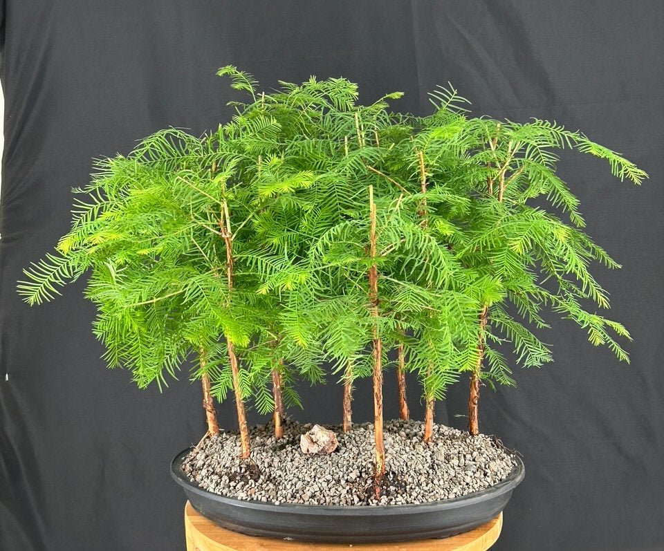 Dawn Redwood 9 Tree Forest Group -(metasequoia glyptostrobides)