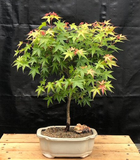 Dwarf Japanese Green Maple Bonsai Tree-(acer palmatum dwarf)