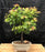 Dwarf Japanese Green Maple Bonsai Tree-(acer palmatum dwarf)