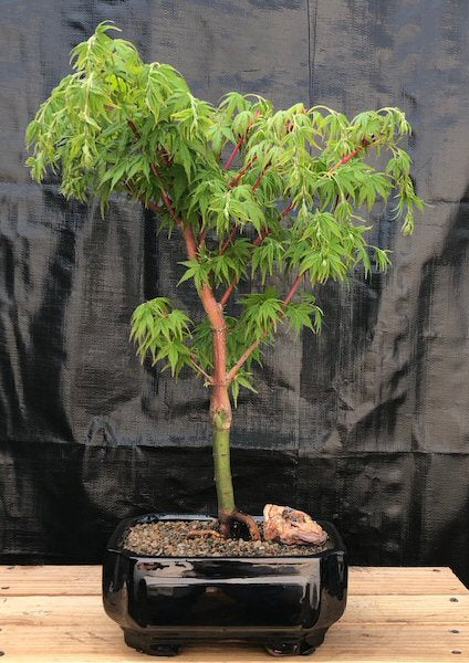 Coral Bark Japanese Maple Bonsai Tree-(Acer palmatum 'Sango-kaku')