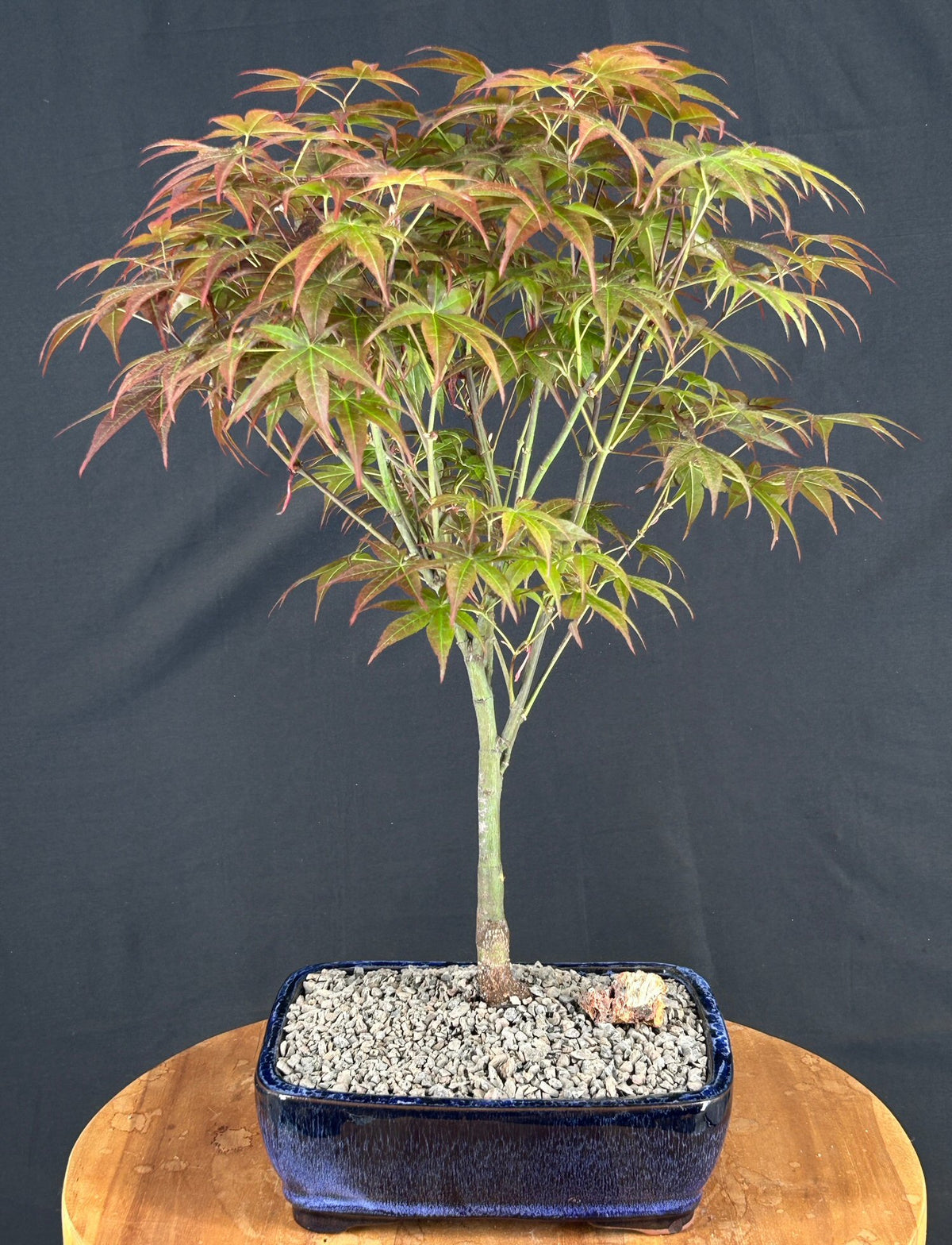 red leaf bonsai tree Japanese Red Maple Bonsai Tree(acer palmatum 'Rhode Island Red) — Bonsai  Gifts