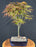 Japanese Red Maple Bonsai Tree-(acer palmatum 'Rhode Island Red)