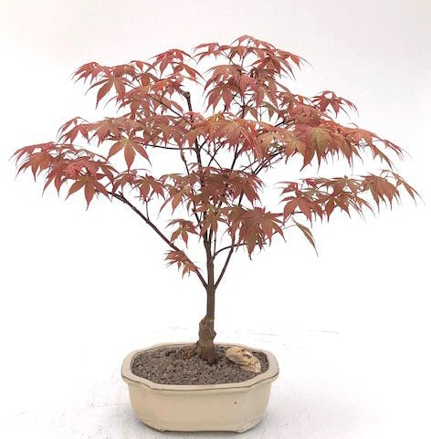 Japanese Red Maple Bonsai Tree-(acer palmatum 'Rhode Island Red)