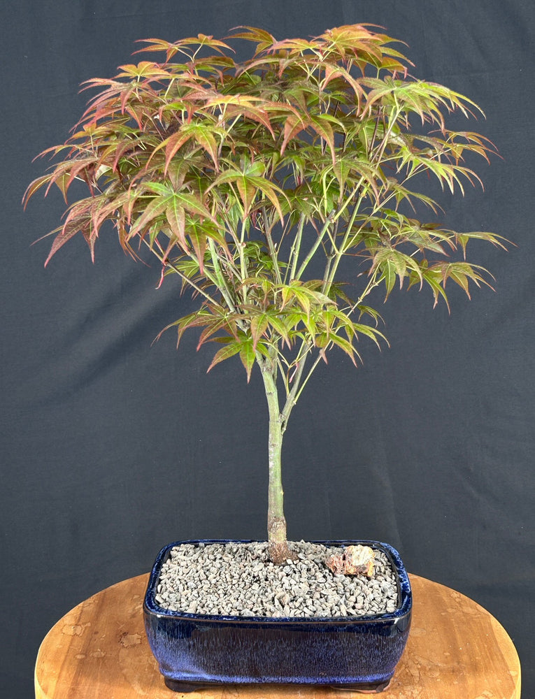 Japanese Red Maple Bonsai Tree-(acer palmatum 'Rhode Island Red)