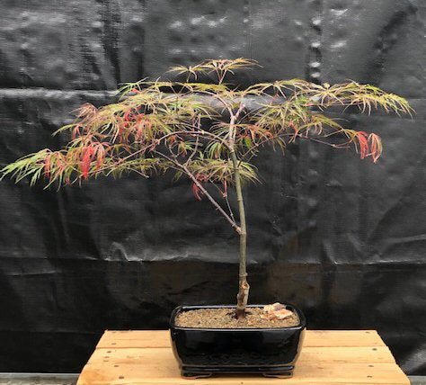 Crimson Queen Japanese Maple Bonsai Tree -(Acer palmatum var. dissectum 'Crimson Queen')
