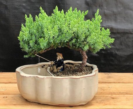 Juniper Bonsai Tree-Land/Water Pot with Scalloped Edges - Medium-(Juniper Procumbens nana)
